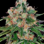 Barneys Farm CBD Caramel - 10 Samen