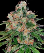 Barneys Farm CBD Caramel