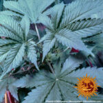 Barneys Farm CBD Caramel 2