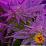 Barneys Farm CBD Caramel 7