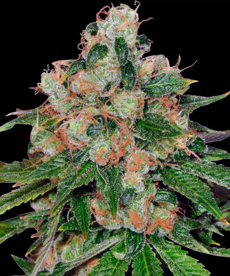 Barneys Farm CBD Caramel