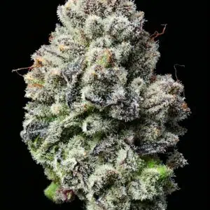 Barneys Farm Lemon Cherry Gelato