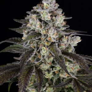 Barneys Farm Trainwreck