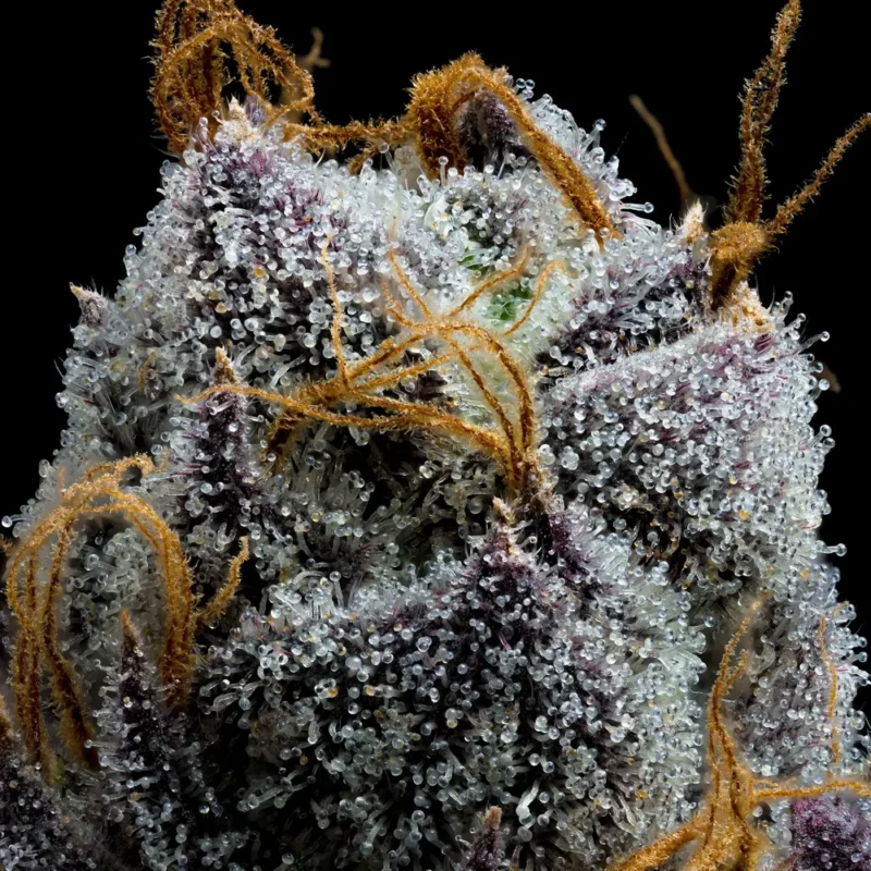 Barneys Farm White Runtz 2