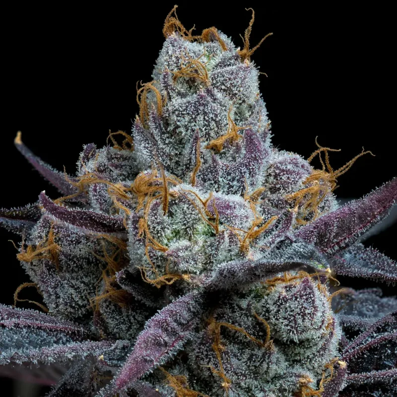 Barneys Farm White Runtz 4