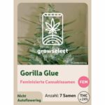 GrowSelect Gorilla Glue Feminisierte Cannabissamen 7