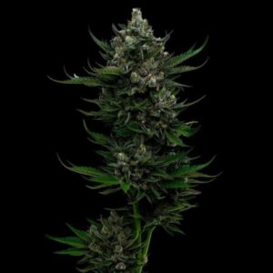 Humboldt Seed Co. All Gas OG Auto 2
