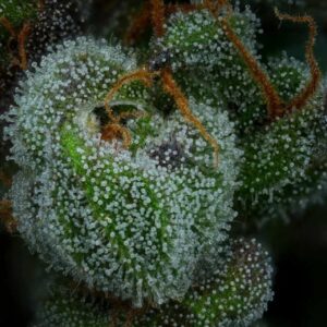 Humboldt Seed Co. All Gas OG Auto