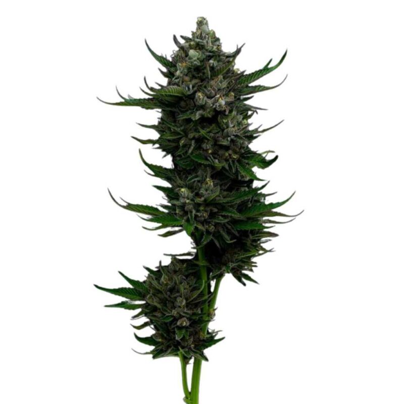 Humboldt Seed Co. All Gas OG Feminisierte Cannabissamen 2