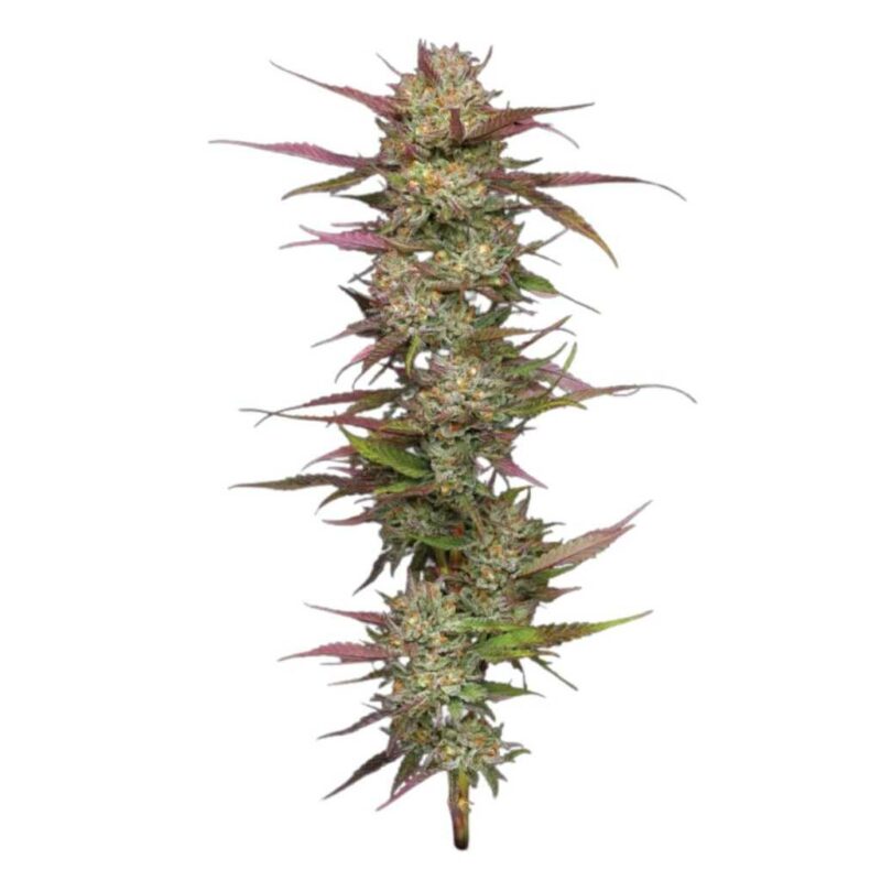 Humboldt Seed Co. Blueberry Pancake 2
