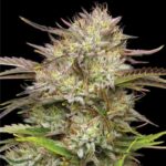 Humboldt Seed Co. California Haze