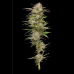 Humboldt Seed Co. California Haze 2