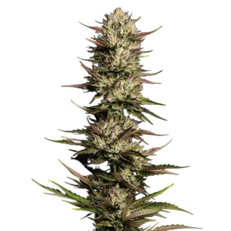 Humboldt Seed Co. California Octane 2