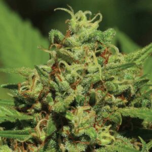 Humboldt Seed Co. Emerald Fire OG Auto