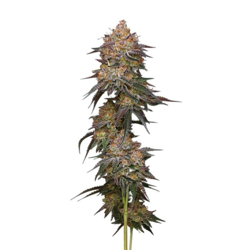 Humboldt Seed Co. Granny Candy 2