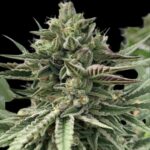 Humboldt Seed Co. Humboldt Pound Cake