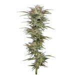 Humboldt Seed Co. Jelly Donutz Auto 2