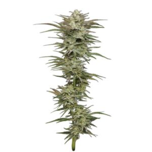 Humboldt Seed Co. Jelly Donutz Auto 2