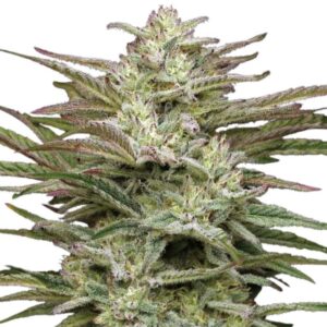 Humboldt Seed Co. Jelly Donutz Auto