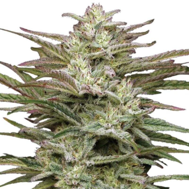 Humboldt Seed Co. Jelly Donutz Auto
