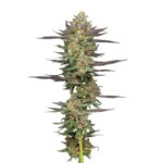 Humboldt Seed Co. Mint Jelly Auto 2