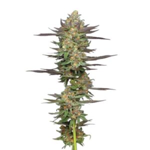 Humboldt Seed Co. Mint Jelly Auto 2