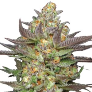 Humboldt Seed Co. Mint Jelly Auto