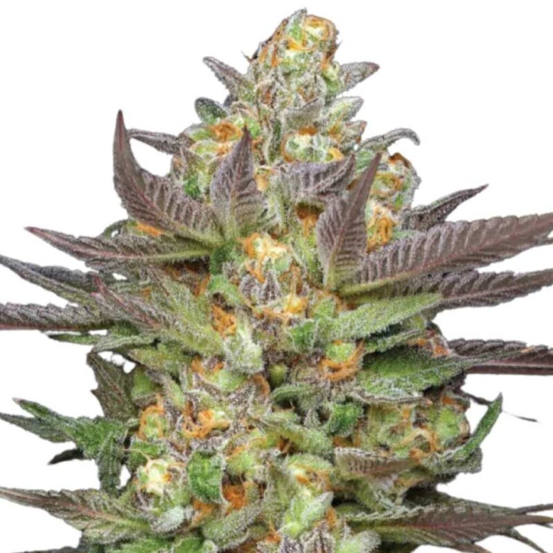 Humboldt Seed Co. Mint Jelly Auto