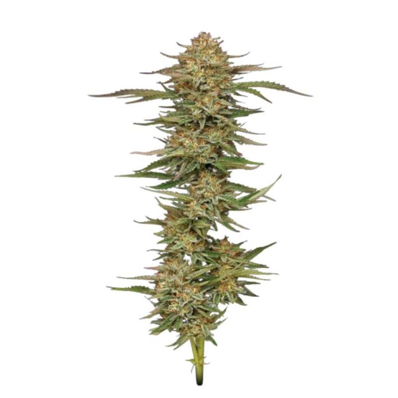 Humboldt Seed Co. Orange Creampop 2