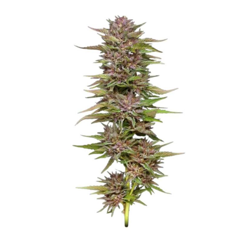 Humboldt Seed Co. Pineapple Muffin 2