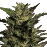 Humboldt Seed Co. Pistachio
