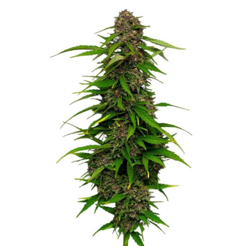 Humboldt Seed Co. Squirt 2