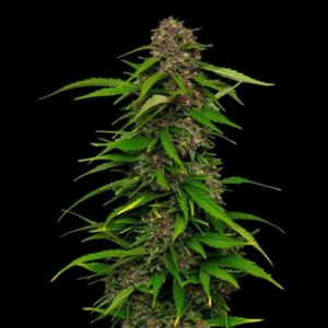 Humboldt Seed Co. Squirt Auto 2