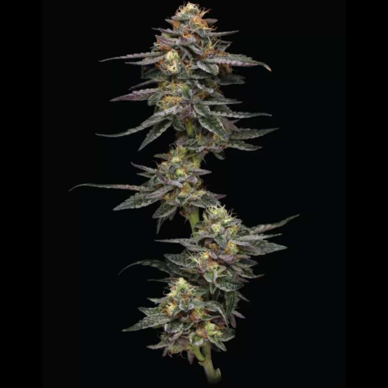 Humboldt Seed Co. Vanilla Frosting 2