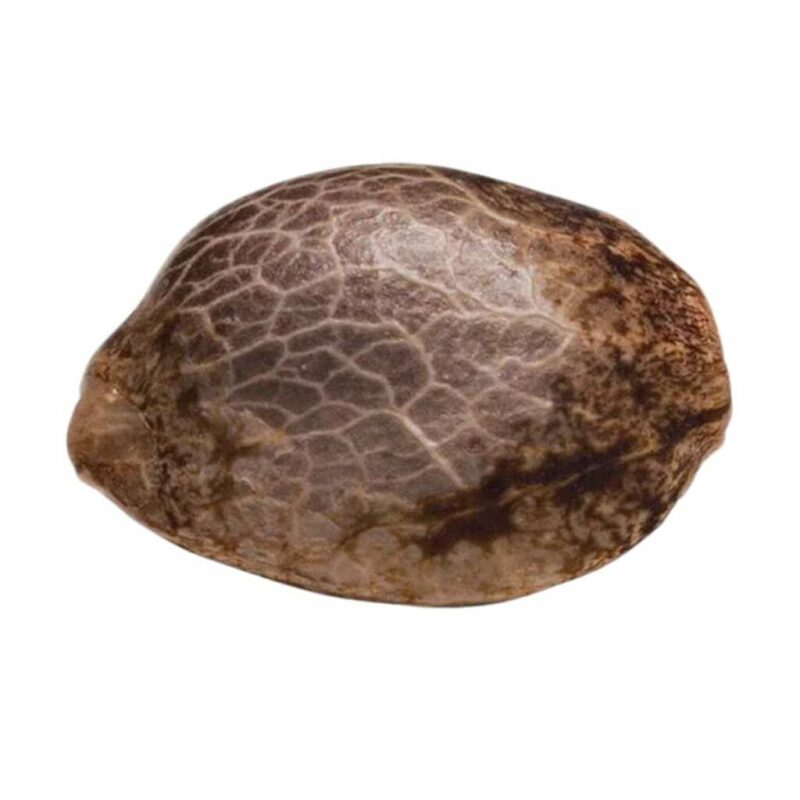 Paradise Seeds Acid 2
