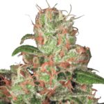 Paradise Seeds Acid Auto
