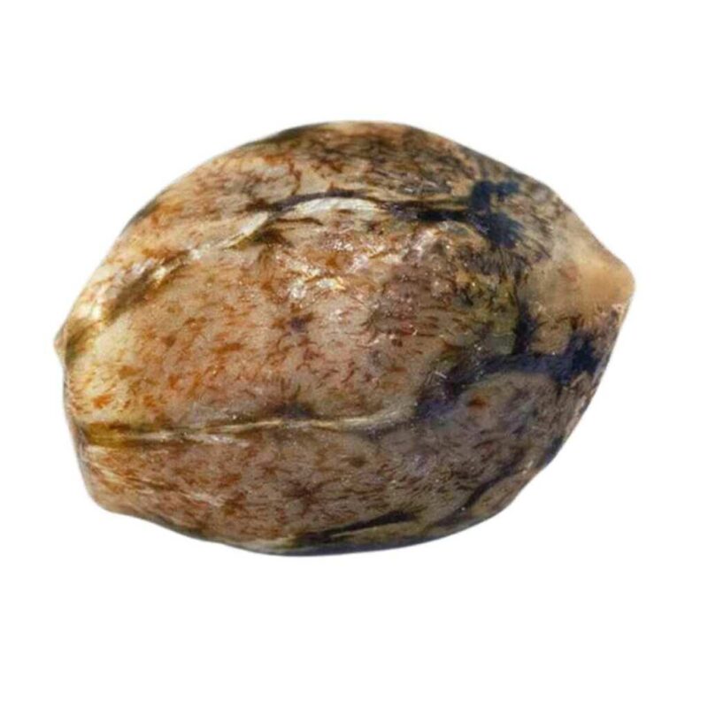 Paradise Seeds Acid Auto 2