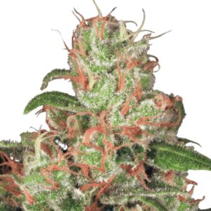 Paradise Seeds Acid Auto