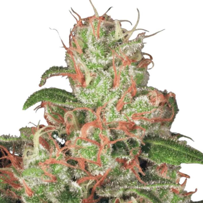 Paradise Seeds Acid Auto