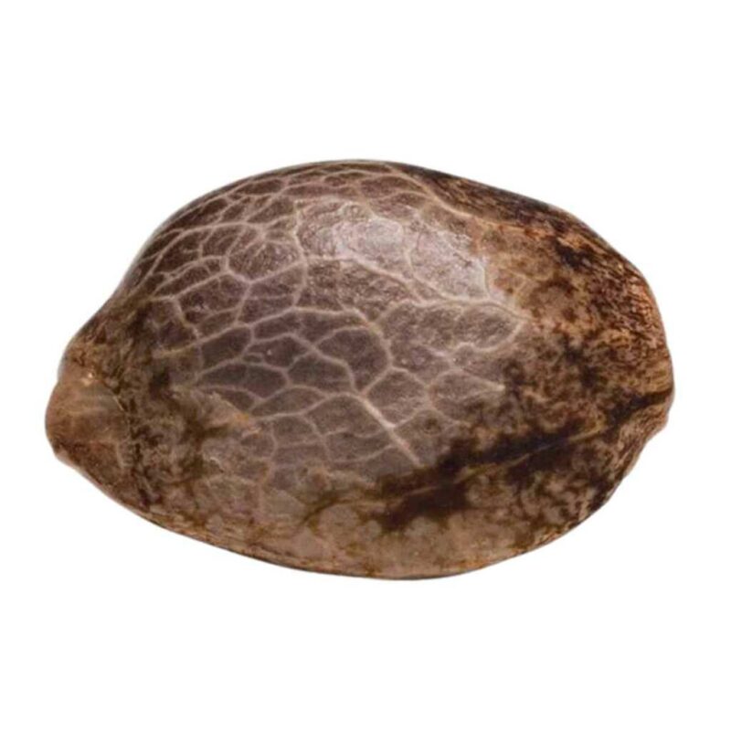 Paradise Seeds Allkush 2
