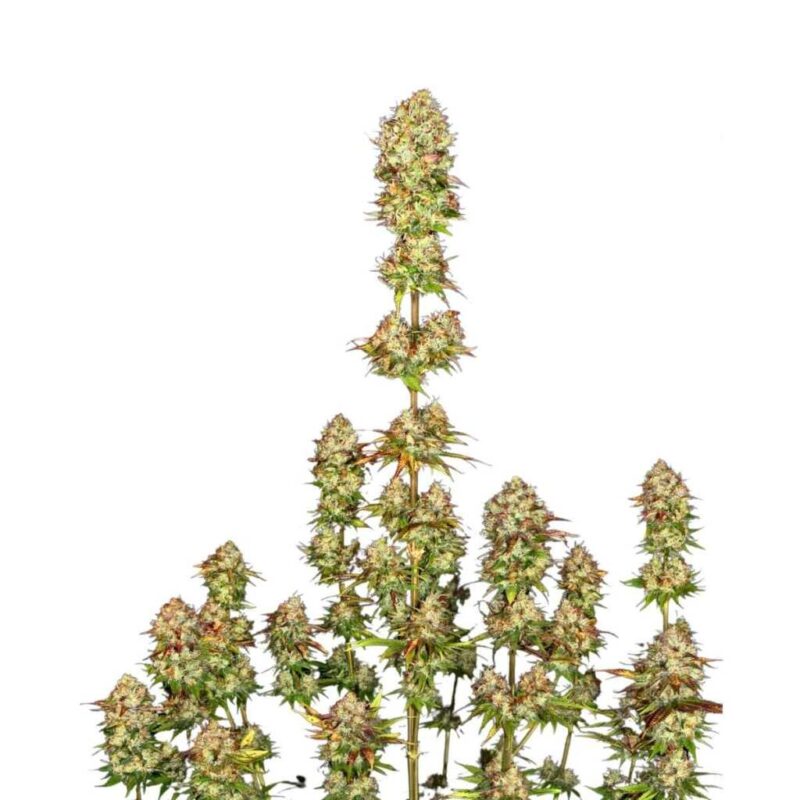 Paradise Seeds Apricot Candy 3