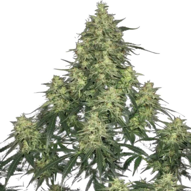 Paradise Seeds Atomical Haze 3