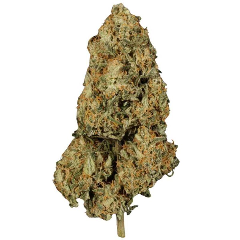 Paradise Seeds Atomical Haze 4
