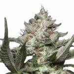 Paradise Seeds Auto Kong 4