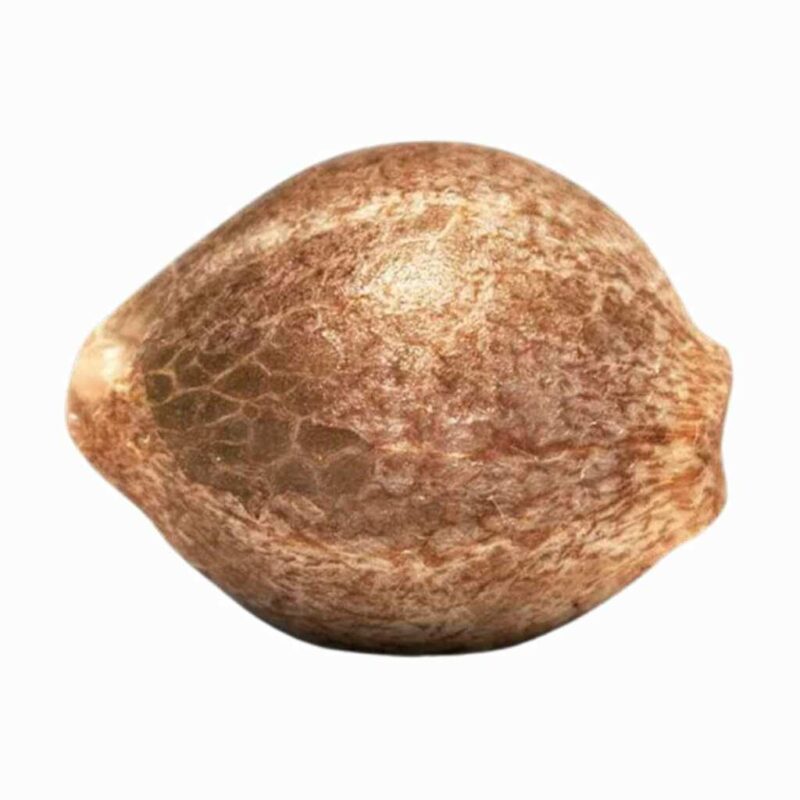 Paradise Seeds Auto Kong 4 2