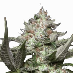 Paradise Seeds Auto Kong 4