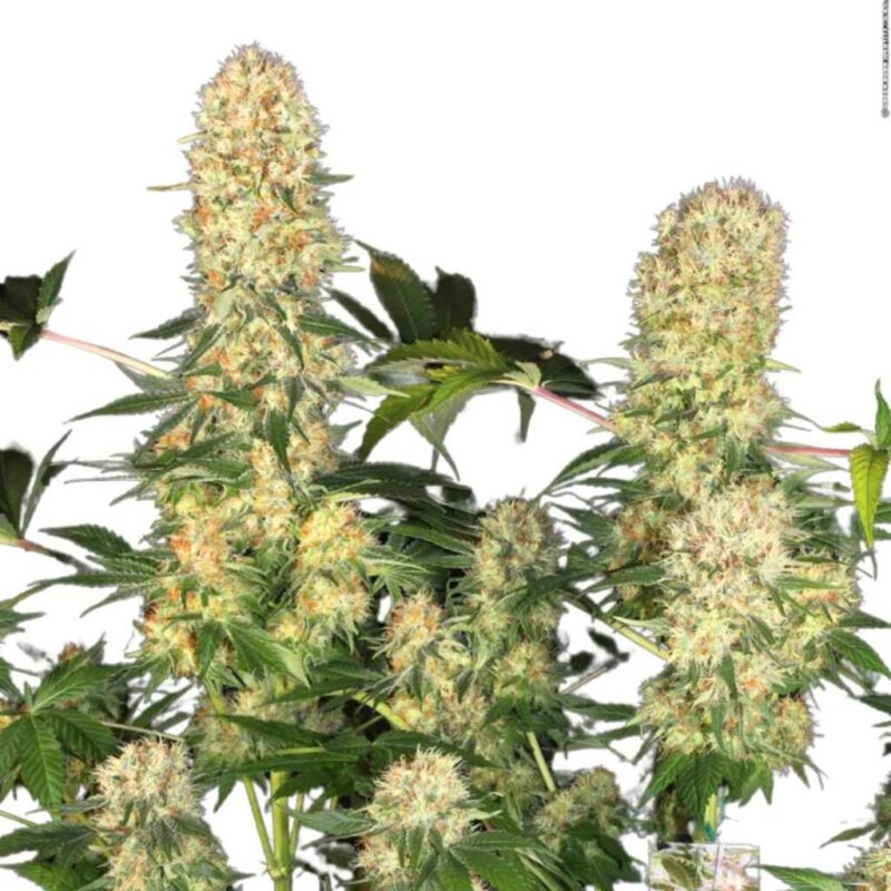 Paradise Seeds Belladonna 3