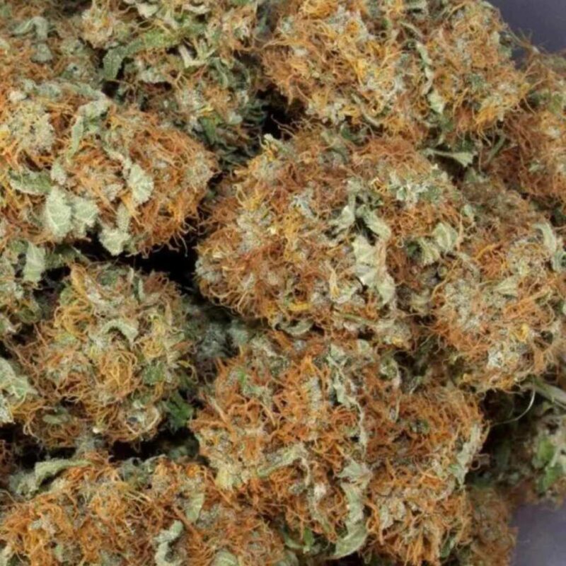 Paradise Seeds Belladonna 4