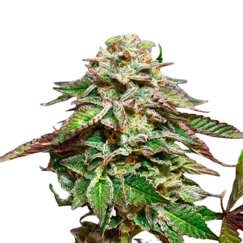 Paradise Seeds Blue Gem 2