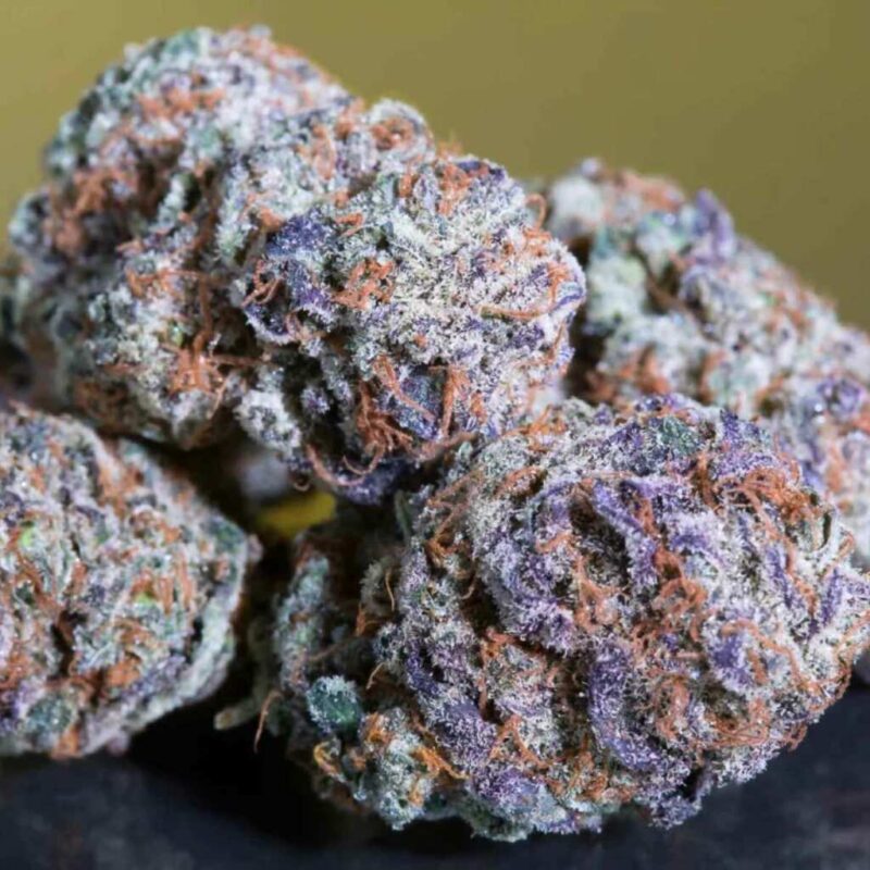 Paradise Seeds Blue Gem 3